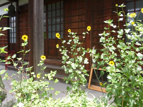 摂取院庭の花